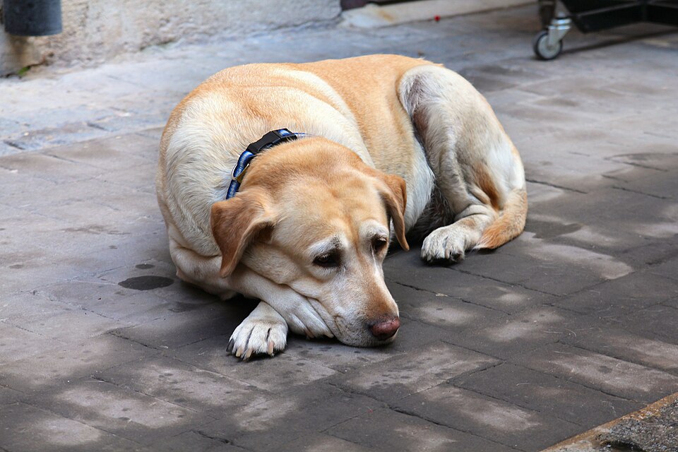 Senior Dog Care