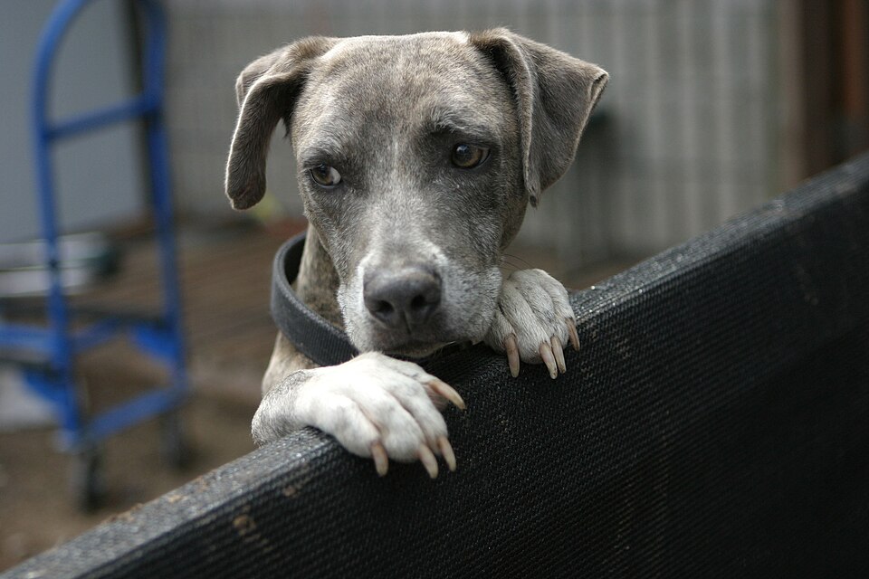 Separation Anxiety in Dogs