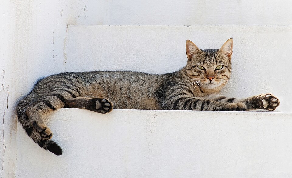Should You Get a Cat