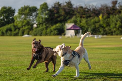 Two Labrador Retrievers playing together outdoors
