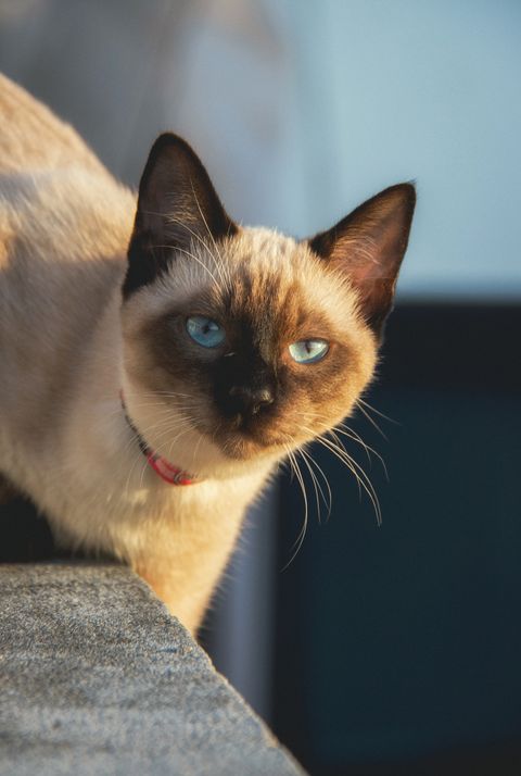A Siamese cat with bright blue eyes