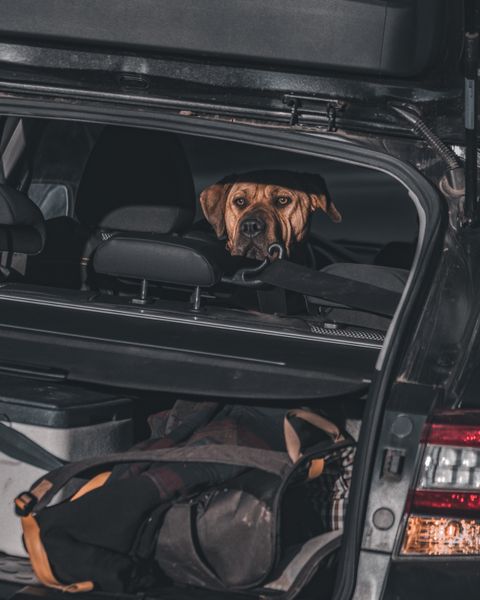 A dog sitting on the backseat of a car