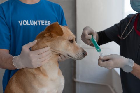 A veterinarian vaccinating a dog