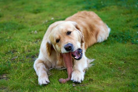 A Golden Retriever chewing a toy on the lawn