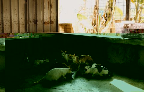 Shelter cats eating from bowls at an adoption center