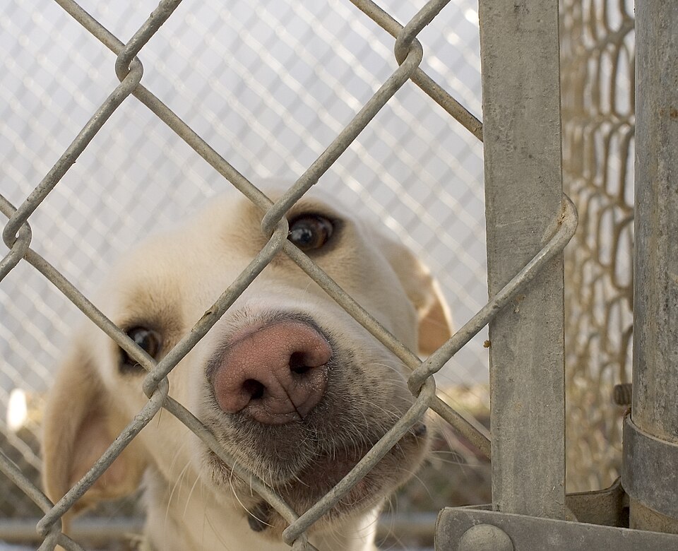 What to Know Before Adopting a Rescue Dog