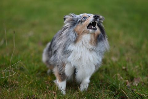 An alert dog standing in a green field, ears up
