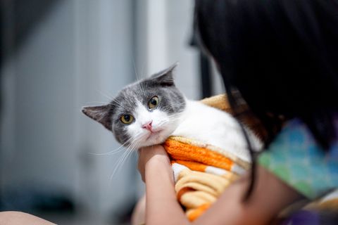 A cat curled up in a soft blanket