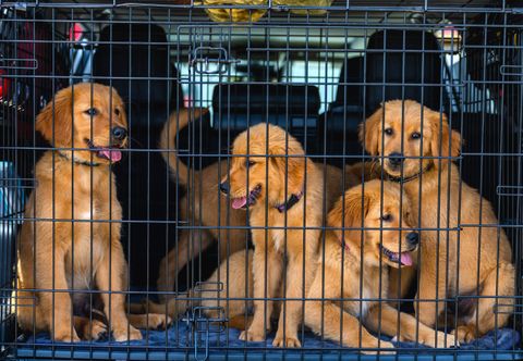 Young dogs resting inside a wire crate